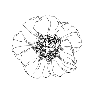 Peony flower bud illustration. Modern botanical drawing for pattern, logo, template, banner, posters, invitation, and greeting card design. Black peony outline. Spring wildflower design.